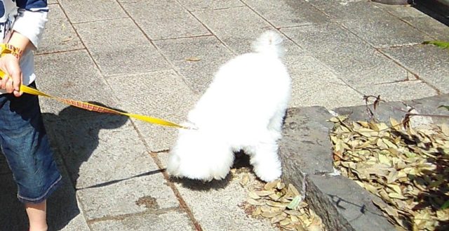 レンタル犬とお散歩の様子
